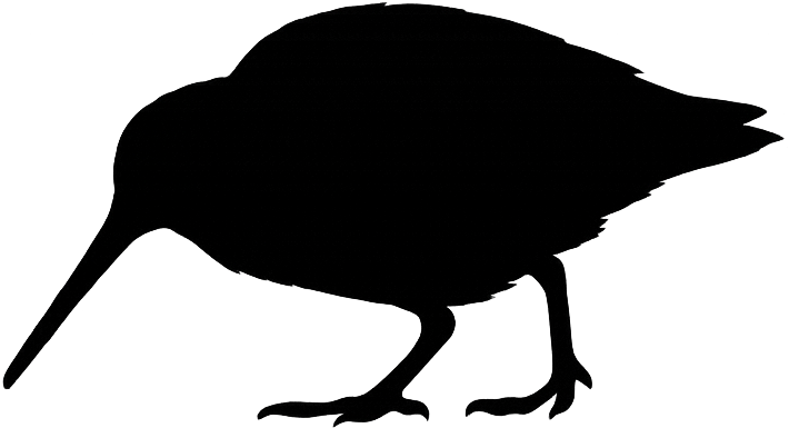 タシギ