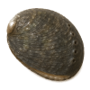 あわび